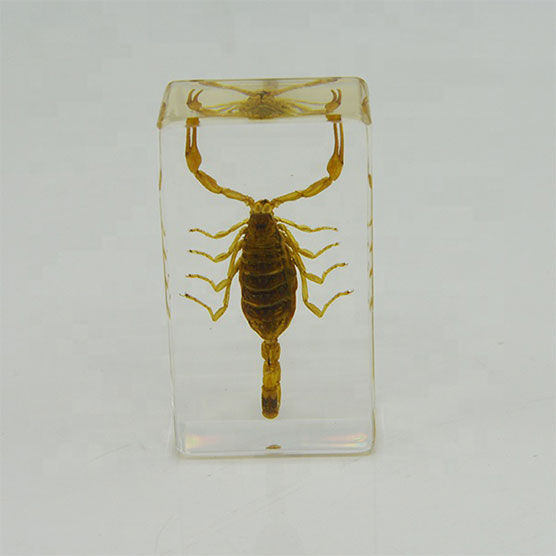 Scorpion in polyester acrylic embedment.